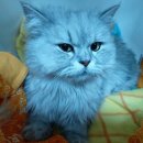 GS25 포항제일점 이미지