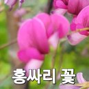 홍싸리 이미지