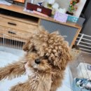 퍼피랜드애견카페 이미지