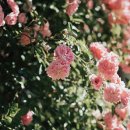 카르펫디엠 강아지유치원 이미지