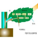 식물의 탄소동화작용 11-10-20 숙제 이미지