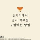 곰과여우