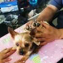 페토피아 동물병원 이미지