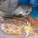 뉴스타 | 여수 뉴스타피싱 심해갑오징어 출조 후기