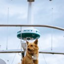 24시큰사랑동물병원 이미지