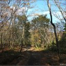 나리 신령수 이미지