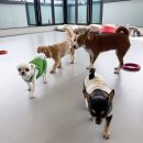 도기야드 이미지