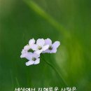 지당 Daum카페