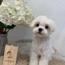 사랑옵다 | [4번째 재방문] 중랑구애견미용실 사랑옵다에서 말티푸 스포팅받은 리얼후기