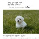 새하얀 겨울이 내려앉은 해발 800m 오대산 홍천 , 할아버지와 강아지들만의 산중 낙원 이미지