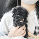 코코독(cocodog) 이미지