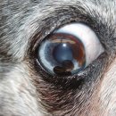 날으는 동물병원 이미지