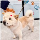 안아줄개 이미지