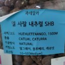 차주연COFFEE
