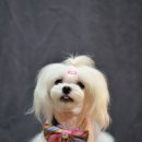 코코 펫 미용 이미지