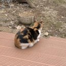 영희네 체험민박 | 가평 에어비앤비ㅣ야옹이네 촌캉스 : 한옥 독채 펜션, 지락이의 뛰뛰빵빵 촌캉스, 나혼산 박나래 촌캉스...