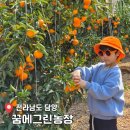 그린농장 | [공지] 광주 근교 담양 &#39;꿈에그린농장&#39; 한라봉 따기 체험 후기(주차/생생후기)