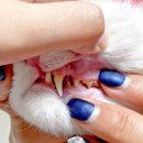 아름동물병원 이미지