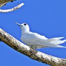 흰제비갈매기 ( White Tern ) 이미지