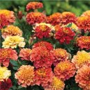 메리골드 이미지