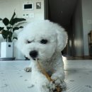 포롱펫푸드 이미지