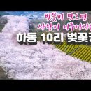 [하동십리벚꽃길] 화려한 꽃비를 맞으며 걷는 몽환적 분위기의 10리 벚꽃길(실시간 개화정보 CCTV 정보 포함) 이미지