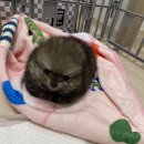 춘이농장 이미지