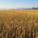 한명농장 이미지