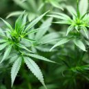 대마축산 이미지