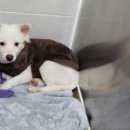 스타켄넬 이미지