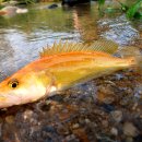 황쏘가리 이미지