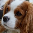 (주)산강아지 이미지