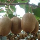 고향농장 이미지