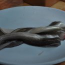 달반늘 장어구이 Daum카페