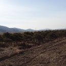 소나무 전경 이미지