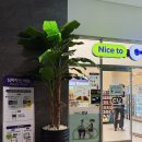 판교백현로 | 판교 더블트리바이힐튼 후기 (feat. 시아버지 칠순 기념)