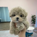 마마스미독 강아지 분양 김해점 이미지