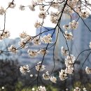 2015 여의도 벚꽃축제 이미지