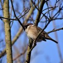 약선오리 이미지