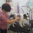 보드레도그 이미지