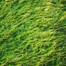 바다내음 이미지