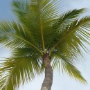 코코넛 [Coconut] / 열대과일 이미지