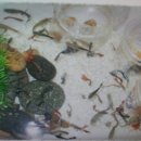 구피 카카오 검색결과