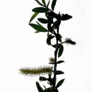 버들피리 이미지