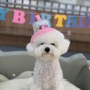 디어댕댕 이미지