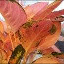 김판정농장 이미지