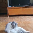 강아지랑고양이 이미지