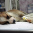 율동물의료센터 이미지