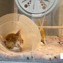 선형농장 이미지