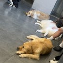 혼자두면 장판뜯어서 차린 개카페 | [애견카페] 대형견도 OK! 반려견 없이도 입장 가능한 신림 카페 "혼자두면장판뜯어서차린개카페"